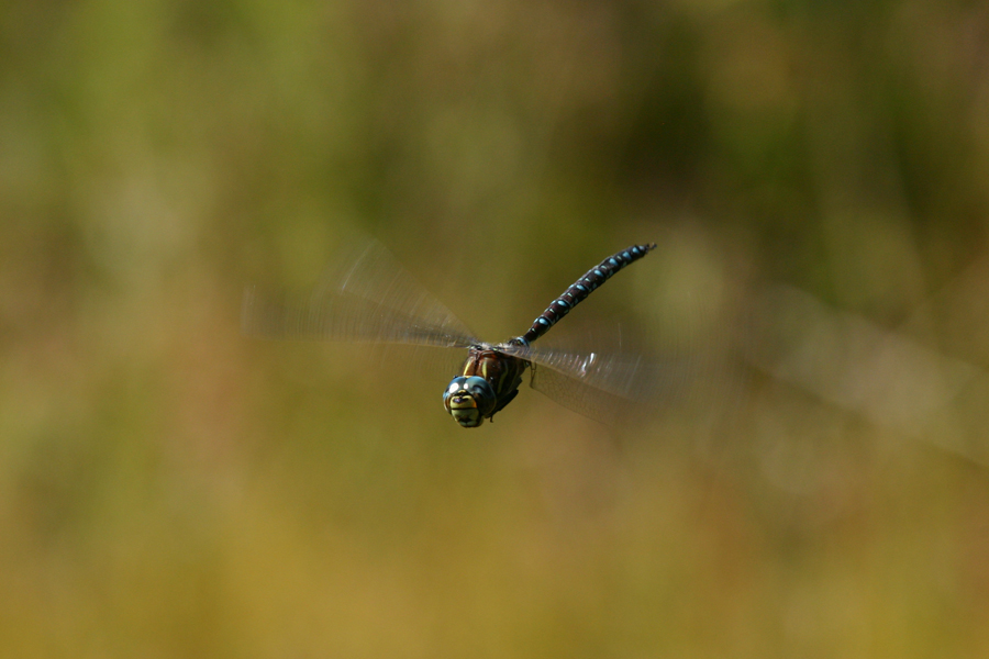 Dragonfly 2