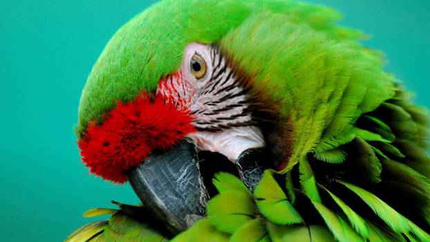 Parrot 14