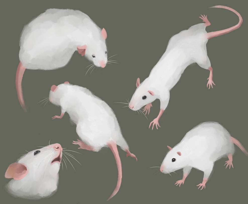 Rat Deviantart The rats by sekkylent on DeviantArt