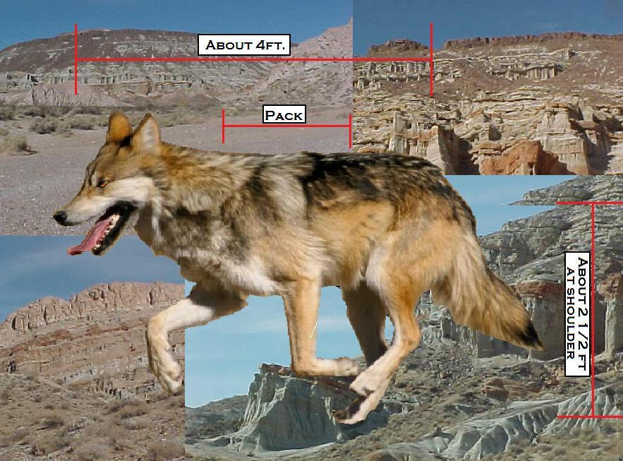 SoA ref: Jack wolf form by Gen-Kavik on DeviantArt