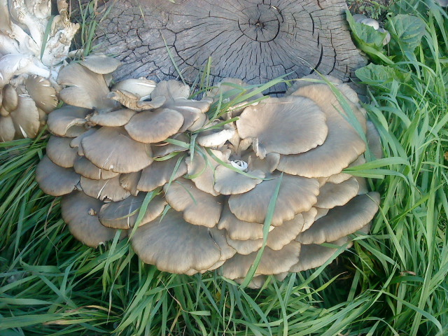 Some Mushrooms-2