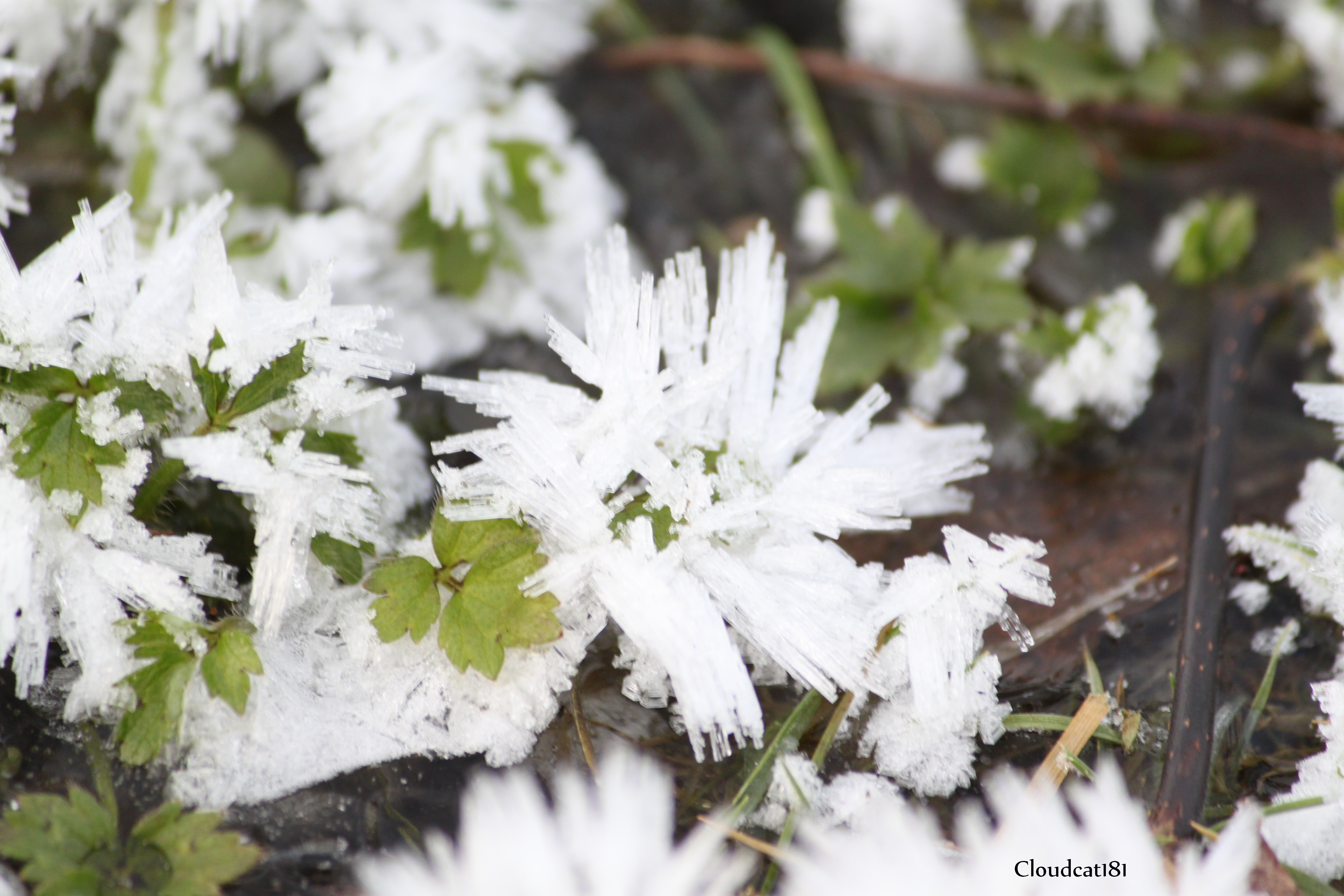 Frozen flowers in the green