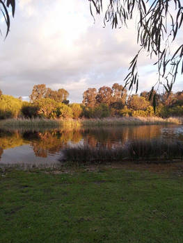 Under the Eucalypt