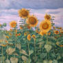 Sunflowers