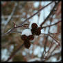 Snow Cones