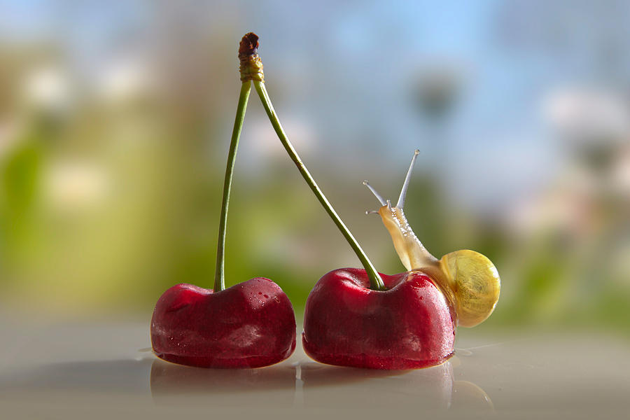 Snail on cherry by savePunisher