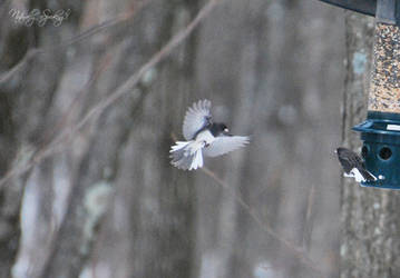 Landing - Junco