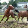 Amos and Pony Boy