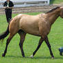 Halter Horse 22