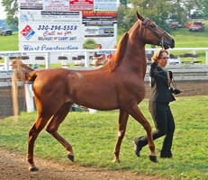 ASB Halter 1