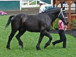 Percheron Halter 2 by shi-stock