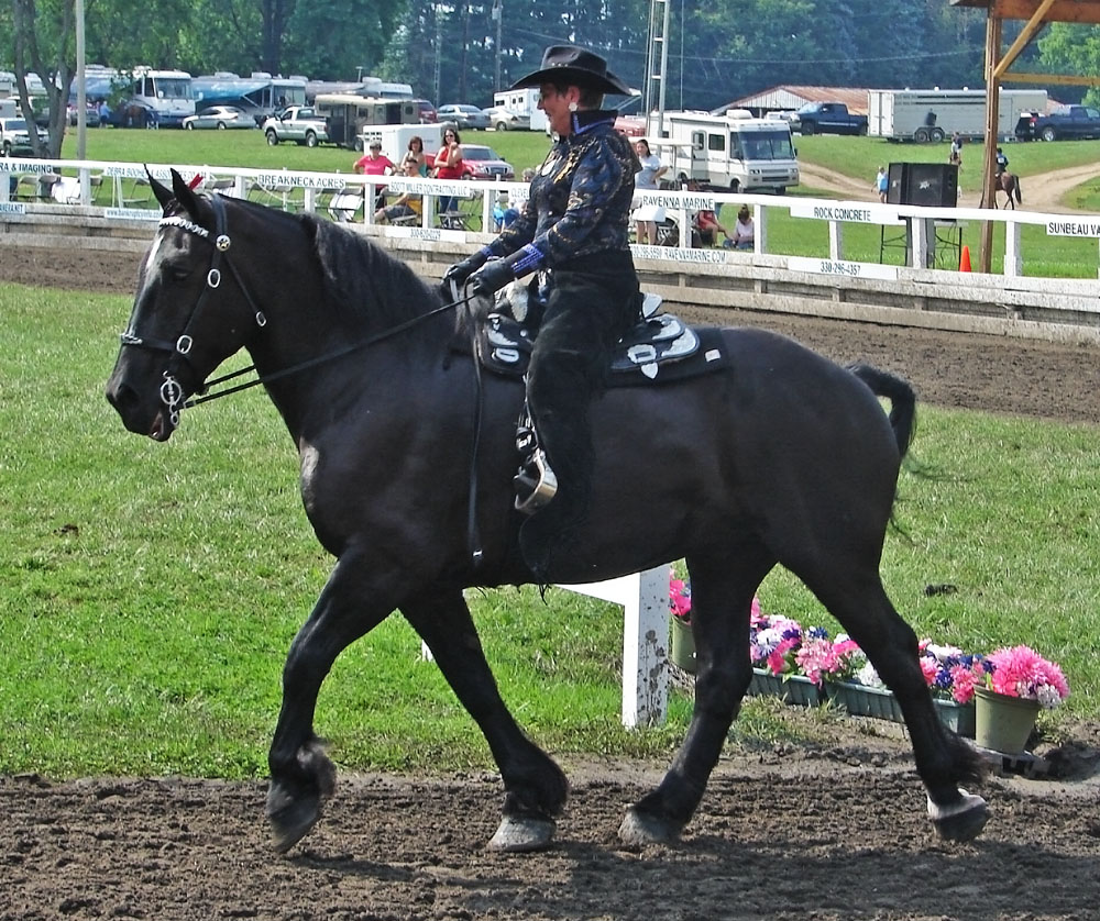 Percheron Riding 2