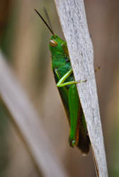 Grasshopper