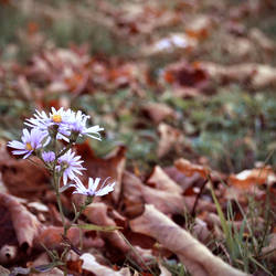 autumn leaves