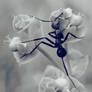 ant_AND_flowers