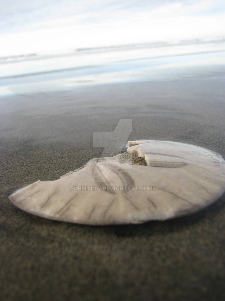 Sand dollar on the beach sand by Brit1187 on DeviantArt