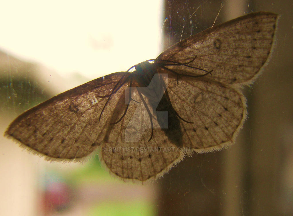 Window Moth Macro of a Moth on a window by Brit1187 on DeviantArt