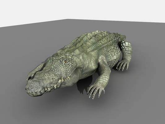 Crocodile 1