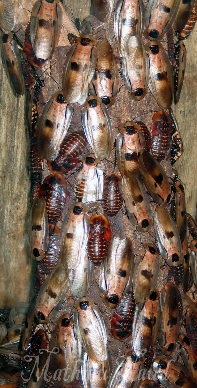 Cockroach Tree of Life by Bokusenshi on DeviantArt