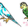 Budgie Adopts 1/2 OPEN