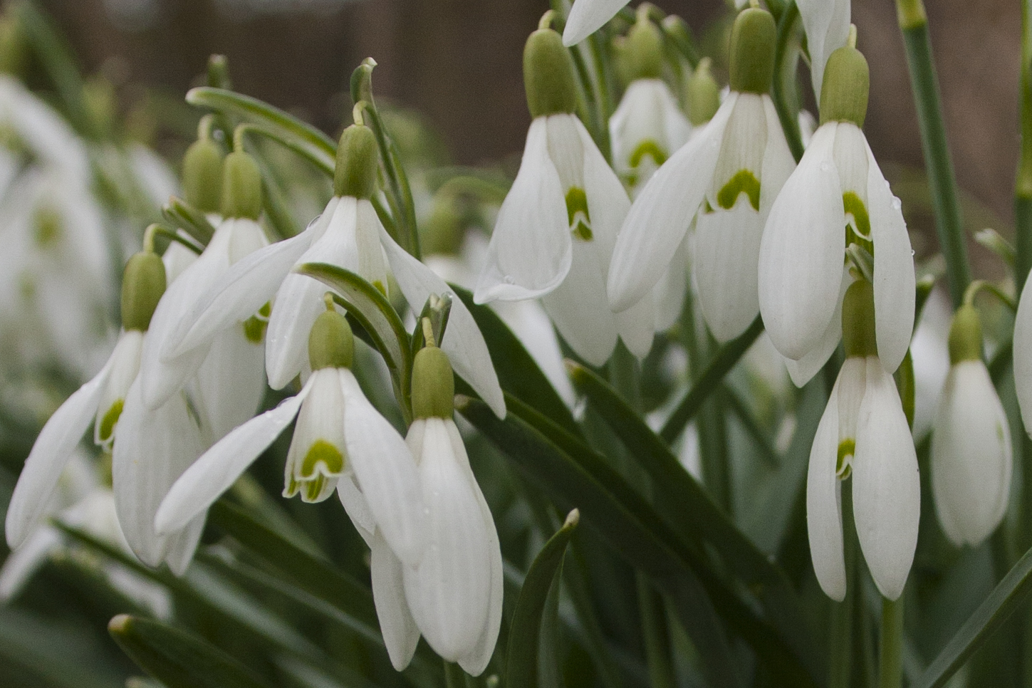 Snow drops