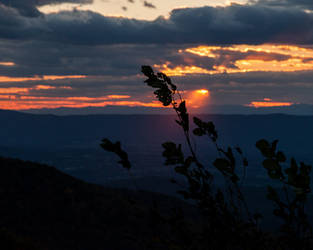 Evening Silhouette