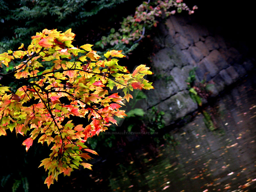 Autumn Japanese Garden