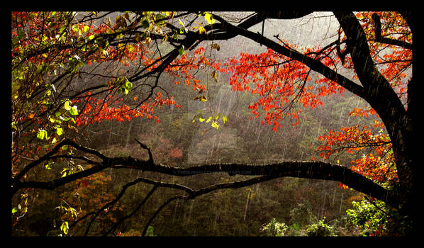 Raindrops and Red Leaves Color