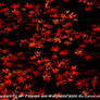 Wallpaper HD: Red Tints