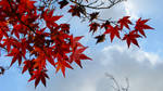 Sayonara Momiji by theblindalley