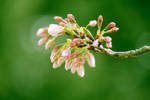 Cherry buds in spring by theblindalley