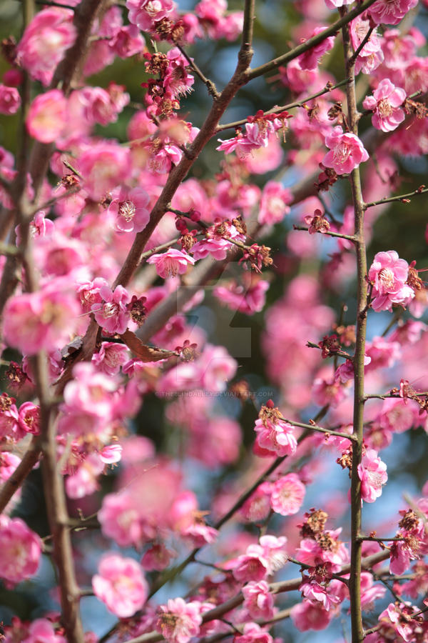 Red Plum blossoms Ume no hana