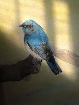 Blue Bird Color Pencil
