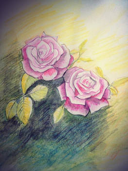 roses color pencil
