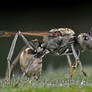 Winged Carpenter Ant (Camponotus spp.)