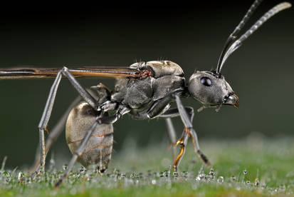 Winged Carpenter Ant (Camponotus spp.)