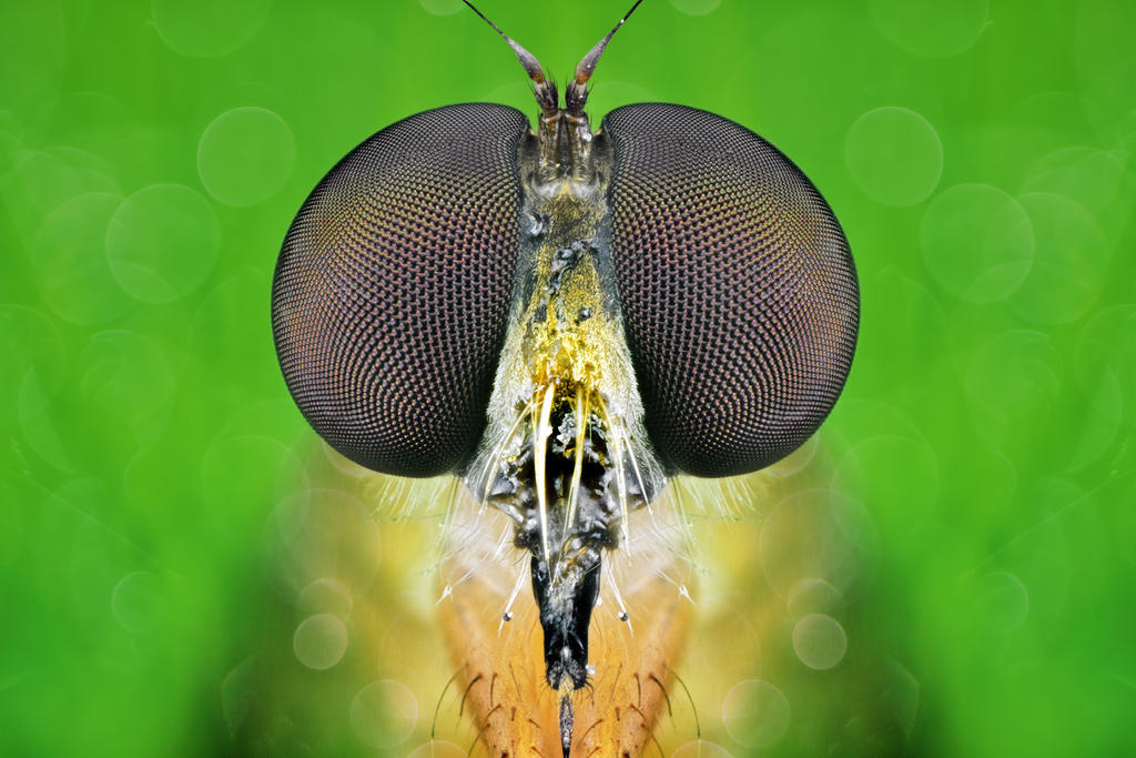 The Orange Robberfly by djusa The Orange Robberfly by djusa