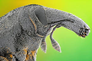 Weevil (Bagous planatus)