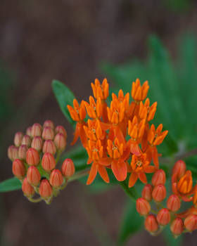 Butterfly Weed