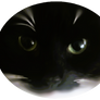 Eyes of the cat