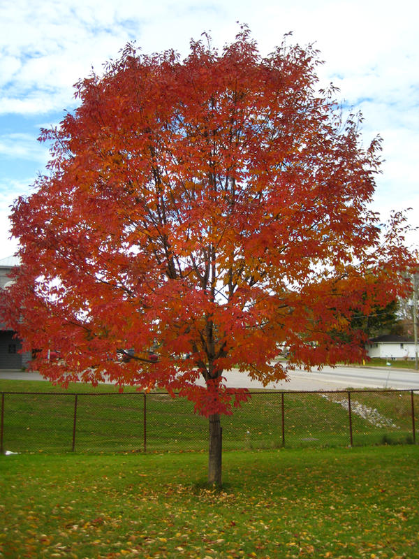 one red tree. by Kriega on DeviantArt