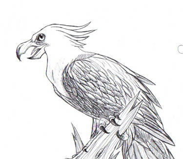 eagle