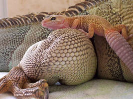 gecko and iguana