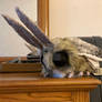 Plush Lap Moth
