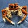 Portia Jumping Spider