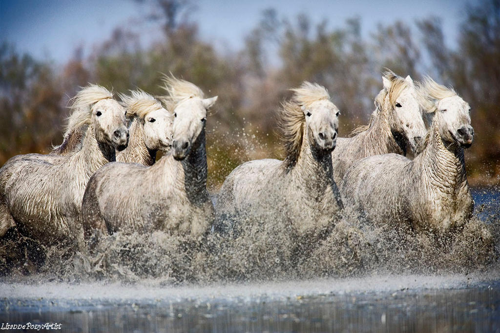 Horses in Water