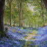 Bluebell woods