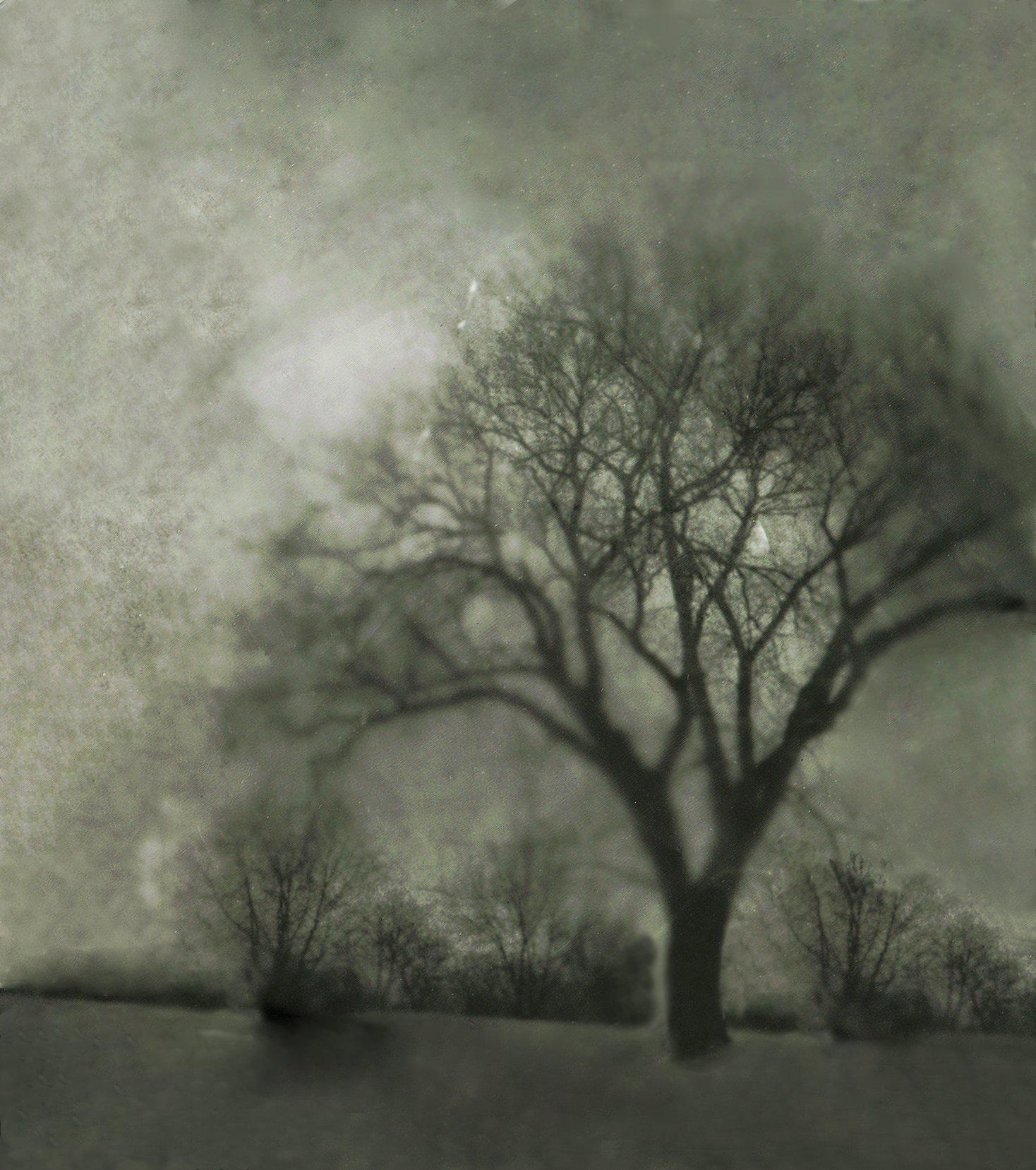 Pinhole Tree