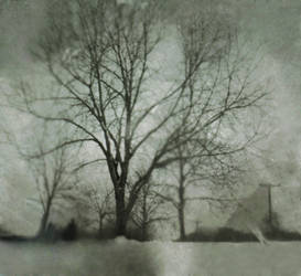 Pinhole Tree 2