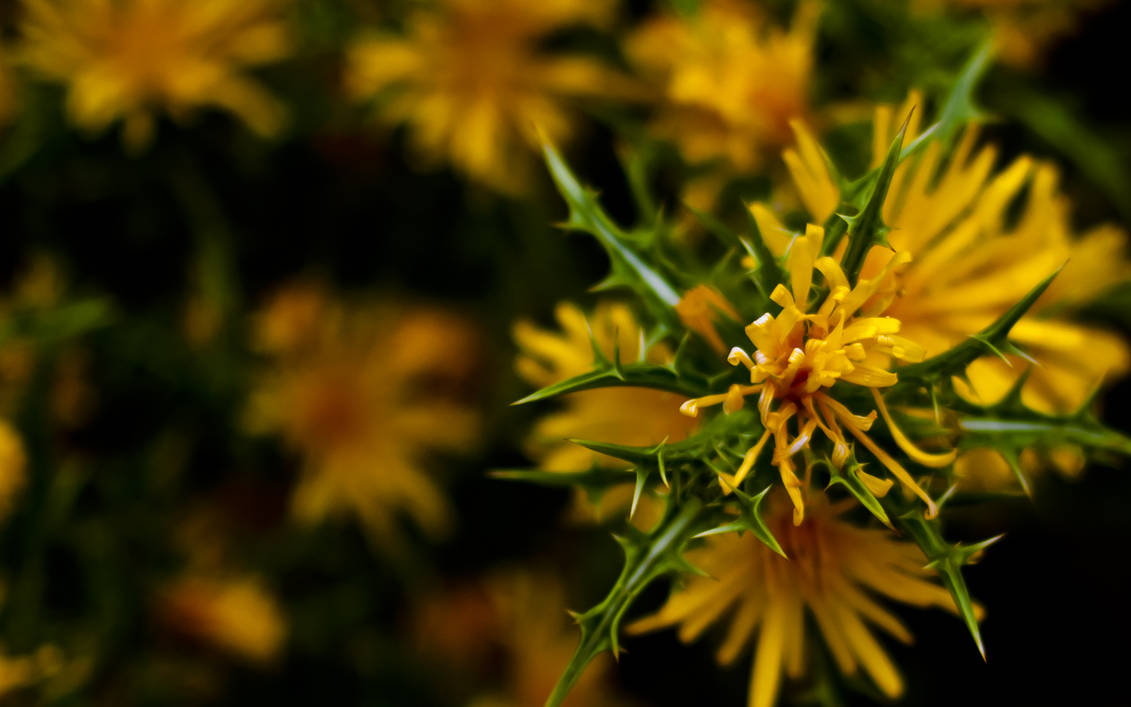 Stinking Flower 1 by gvdev on DeviantArt